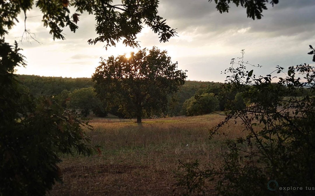 Quercia solitaria a Vetralla
