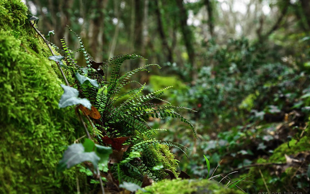 Perso nella Selva