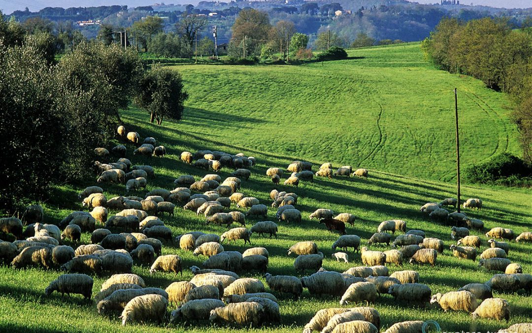 Una Mattina nella Campagna