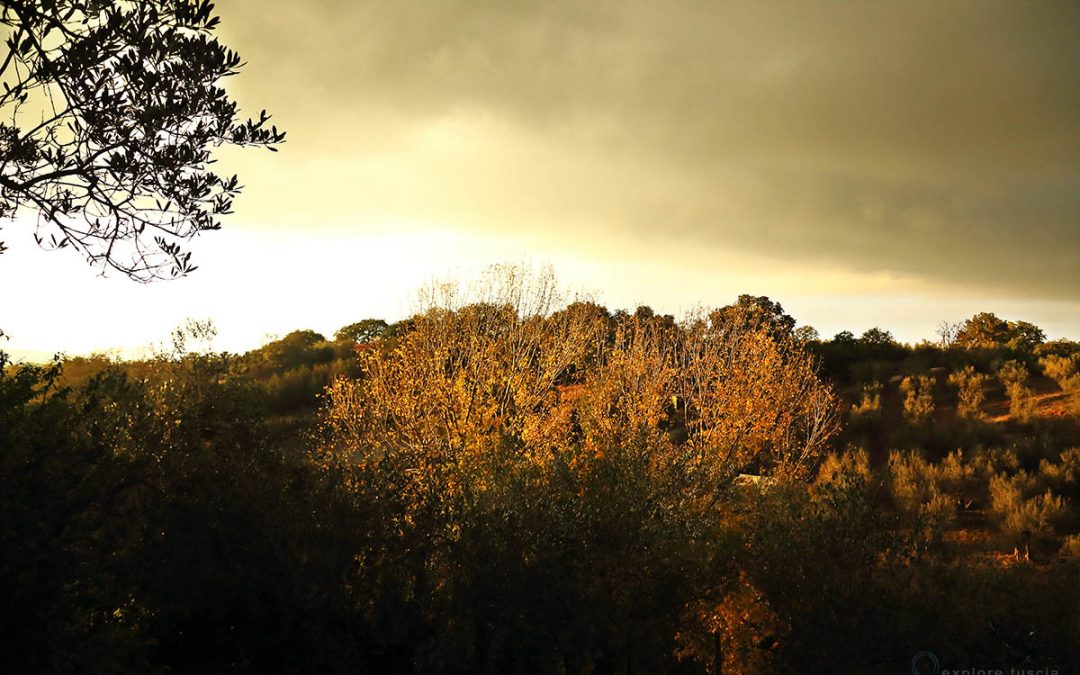 Pioppi di Luce