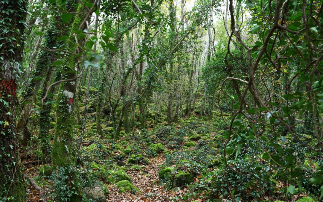 Immerso nella Selva