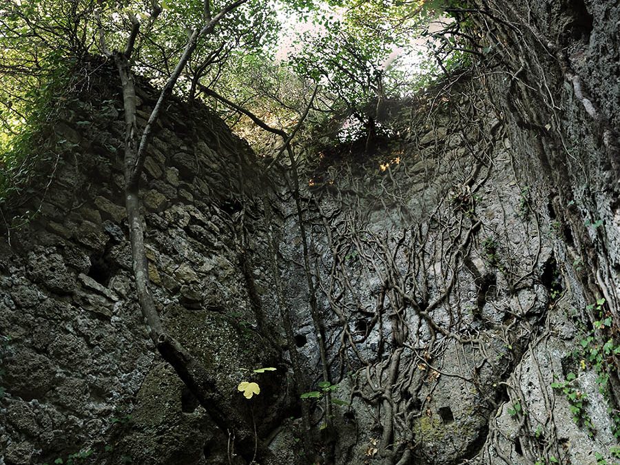 Torri nella Foresta