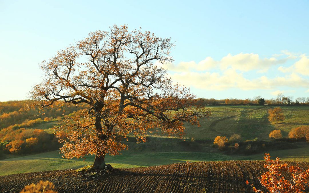 Albero Solitario nel Paradiso