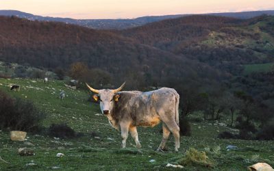 A Pascolo nei Monti della Tolfa