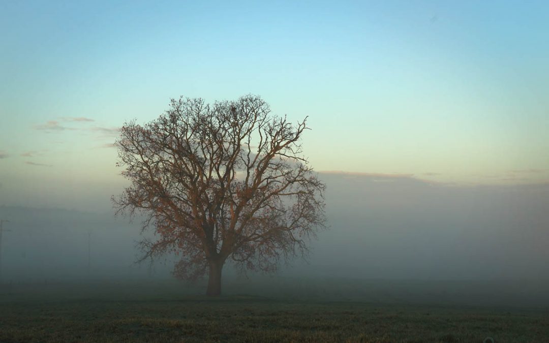 L’albero e la nebbia