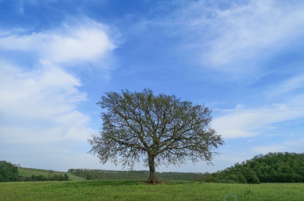 6a. Albero Solitario – Francigena