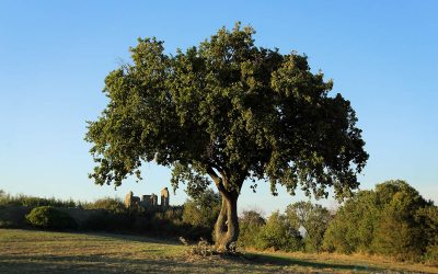 1. Quercia Bifida – Monte Leano