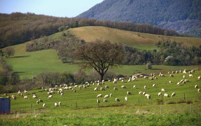 A Pascolo – Civitella Cesi