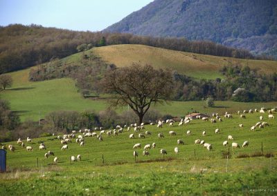 pastori-civitella-cesi