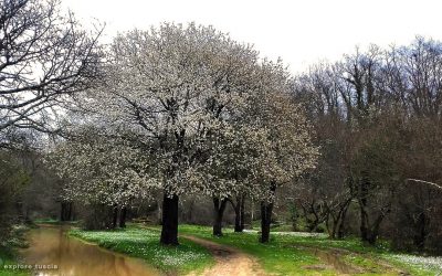 3. Prunus fiorito