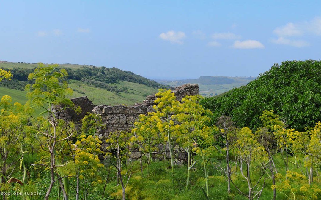 Ara della Regina – Paesaggio di Ferule