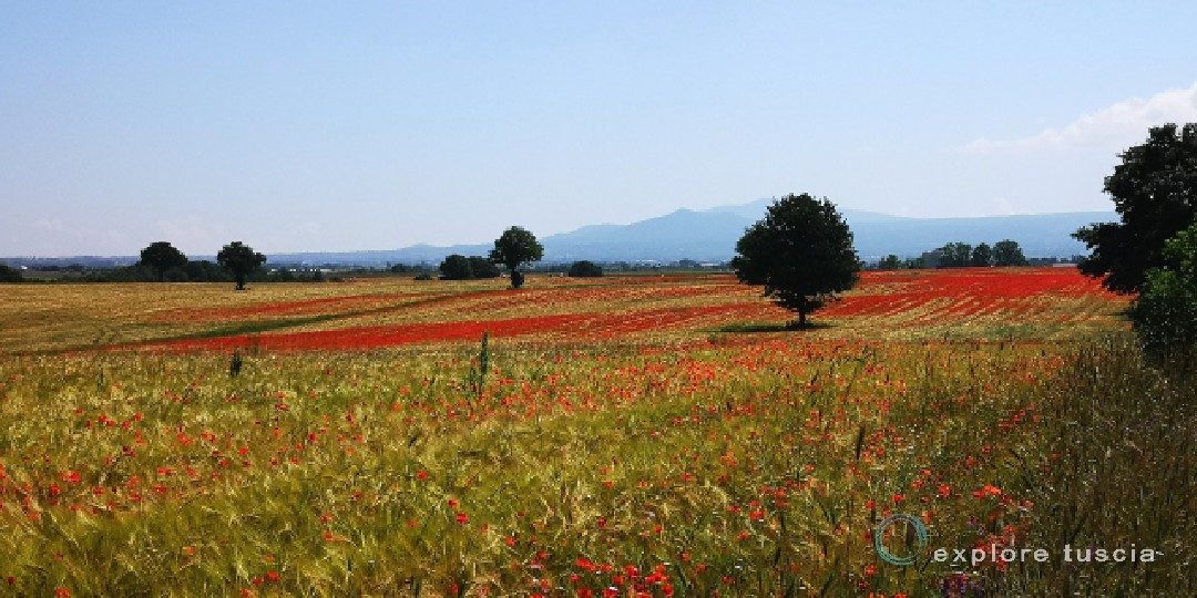 La Tuscia che Vogliamo