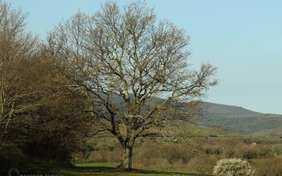 13 – Quercia d’autunno