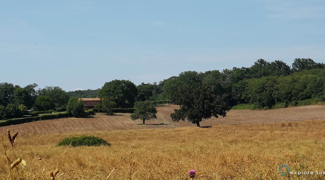 Il Campo nella Foresta