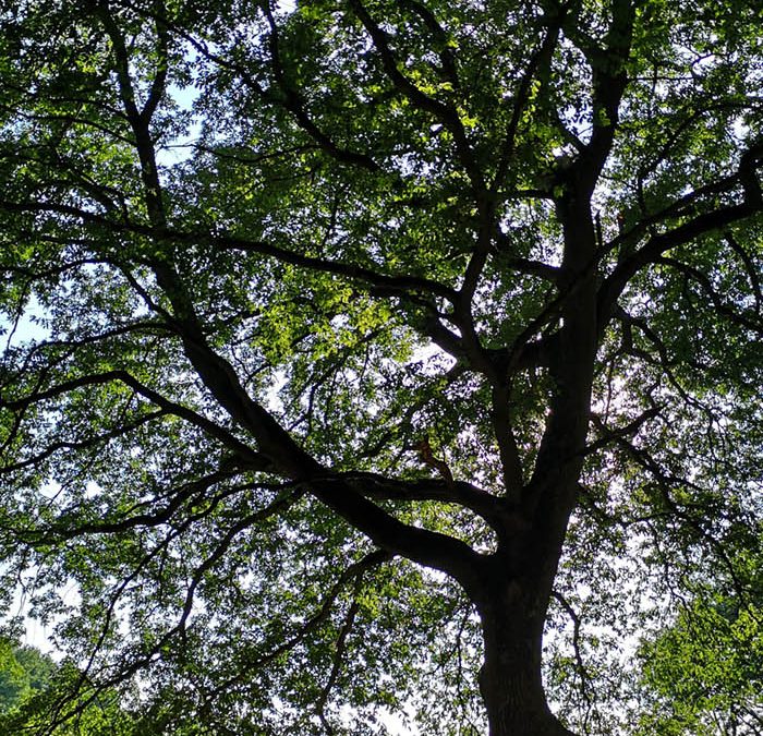La Francigena – un percorso con gli alberi