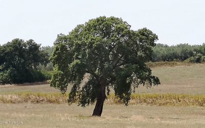 14 – Quercia isolata