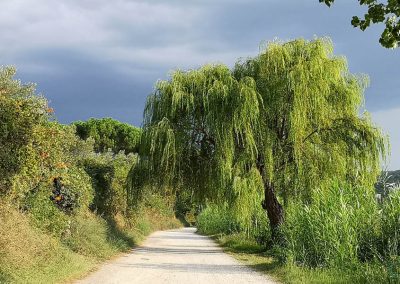 bolsena-tropical-salice