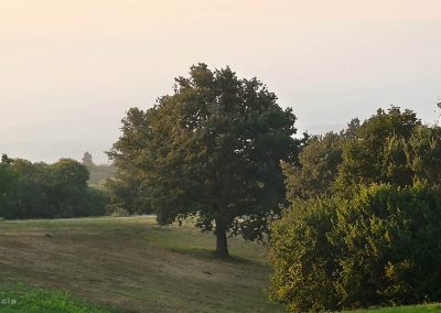 il-vulcano-sensoriale-albero