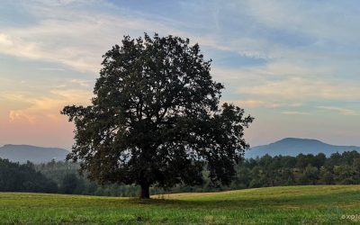 16 – L’albero del Vulcano