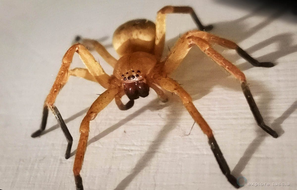 Olios argelasius