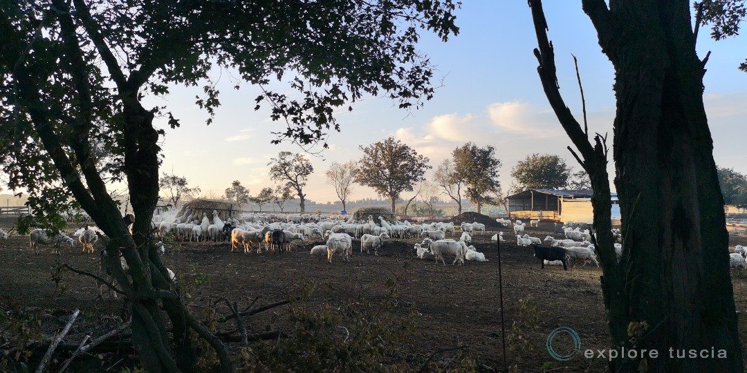 Agricoltura Sana