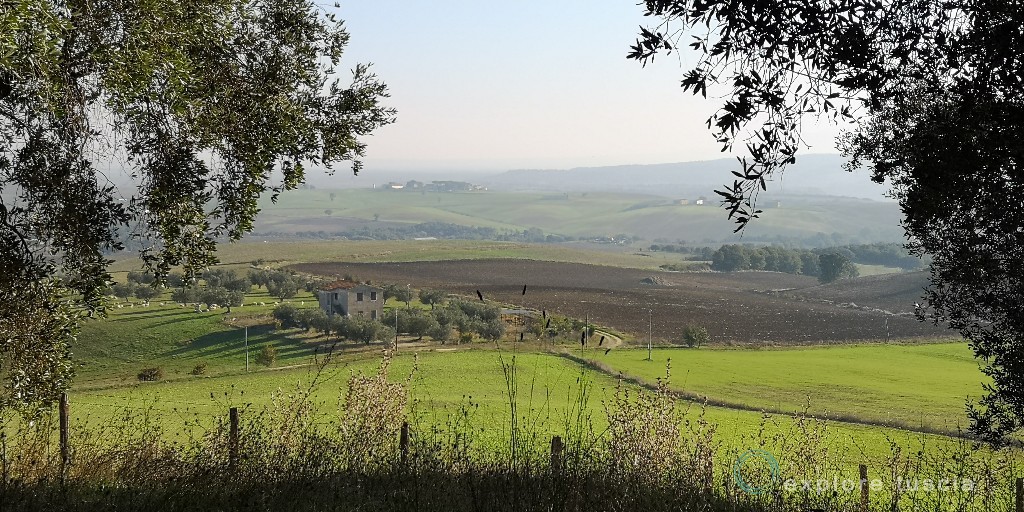 La raccolta delle Olive