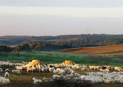 campagna-roccaccia