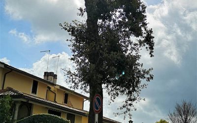 Capitozzatura 11 – Alberi Mutilati