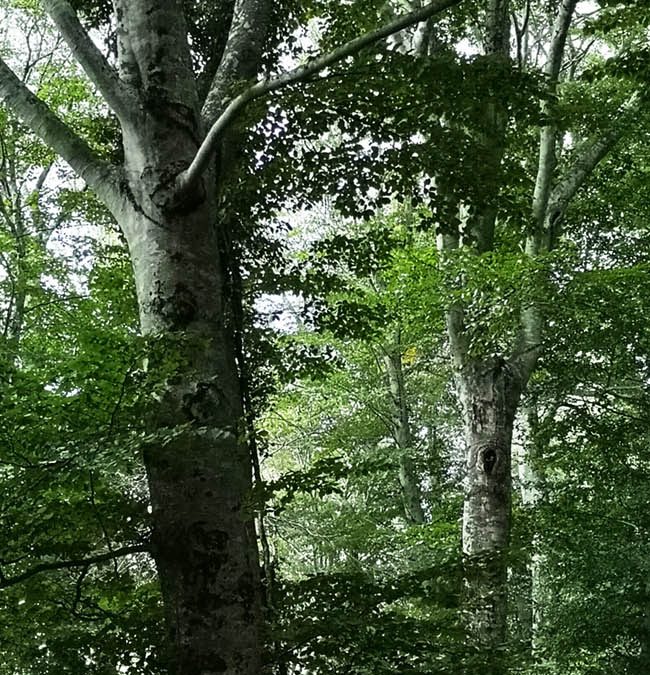 Faggi – l’autunno arriva