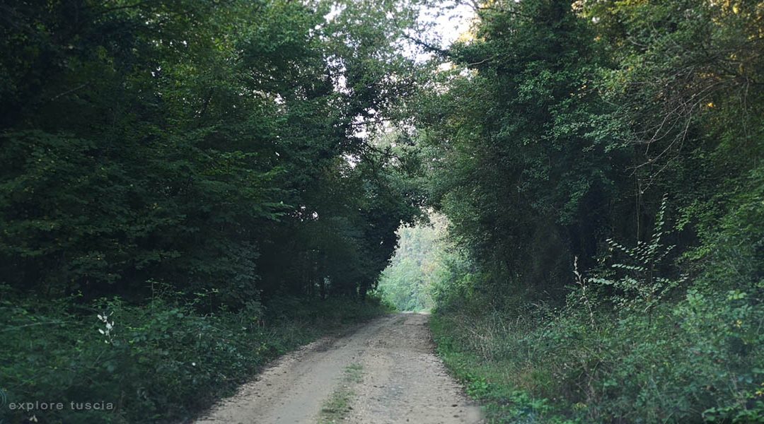 Strada nella Foresta