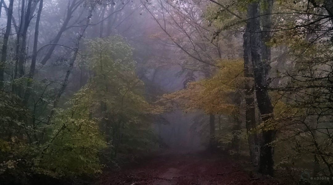 Pioggia Crepuscolare nella Faggeta