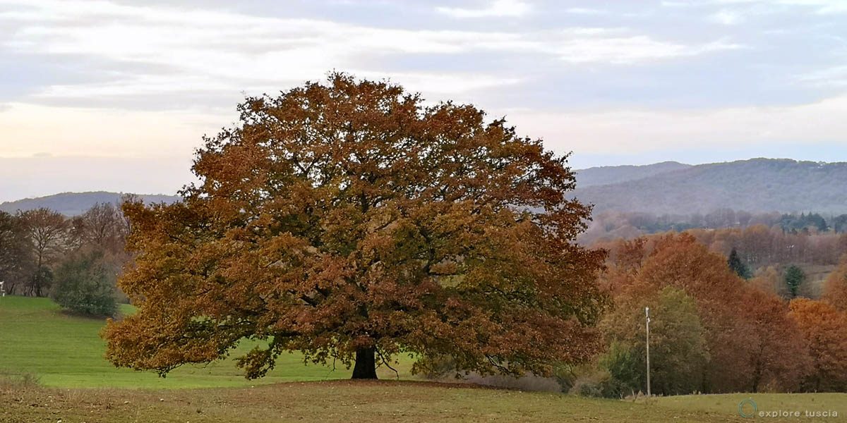 quercia-camporile