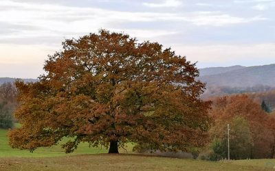 17 – Quercia Maestosa