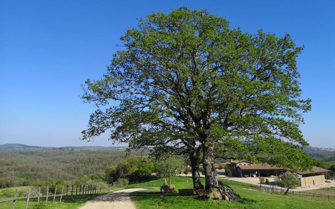 Due Querce