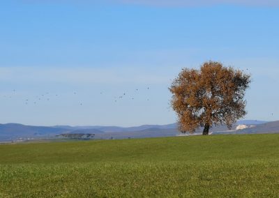 albero camporile Formicone