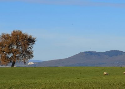 Monte Canino albero camporile