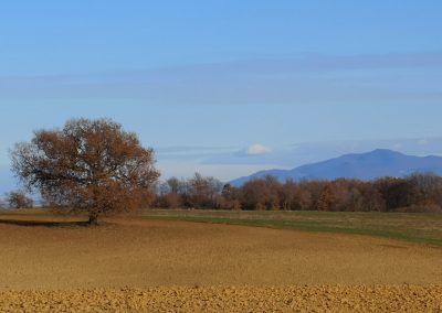 Monte Cimino dal Formicone e albero camporile