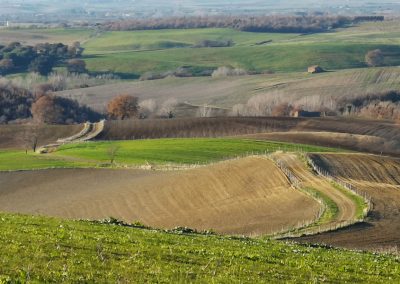 Formicone Tuscania verso Toscana
