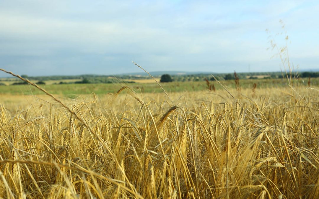 Campi d’Oro – Tra Pian di Vico e Arlena di Castro