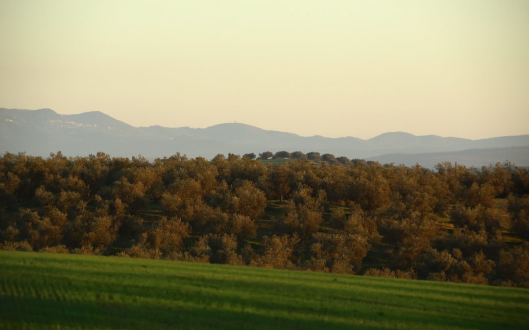 Pian di Vico – 25km