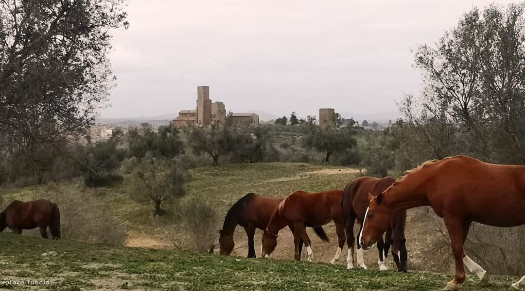 Cavalli e San Pietro