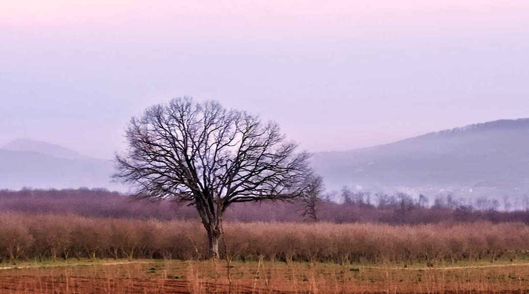 L’albero camporile e le nocciole
