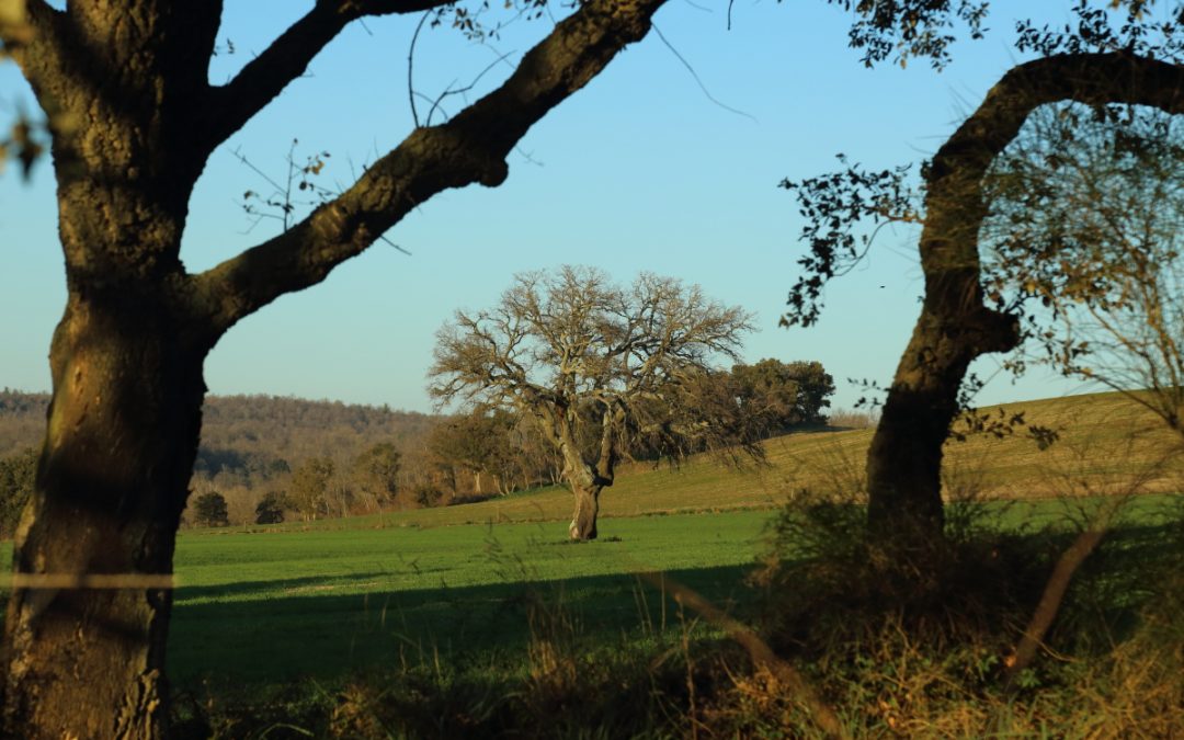 Pian di Vico – Through the Trees