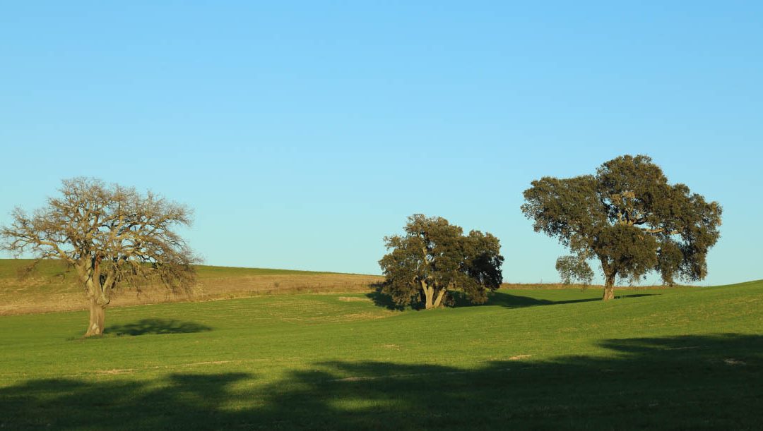 Pian di Vico – alberi