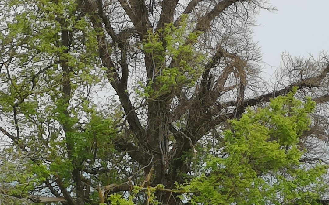 Quercus Antropogenensis