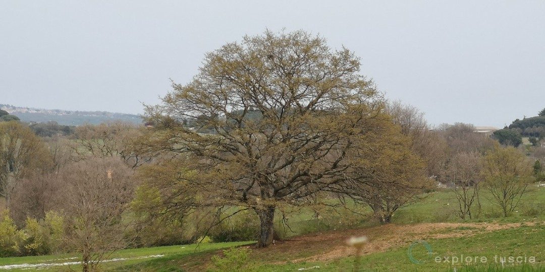 La Quercia!