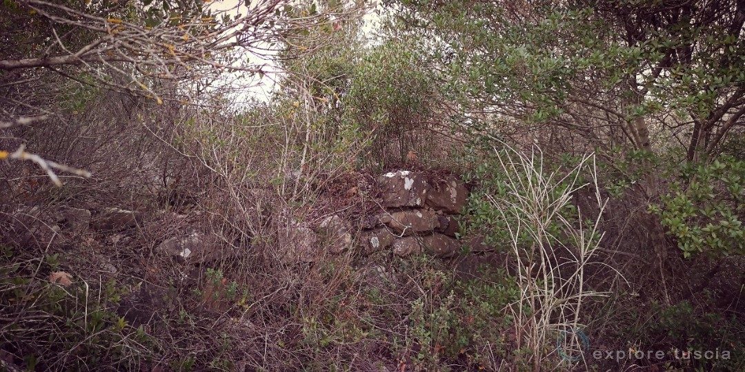 Muro nella Foresta