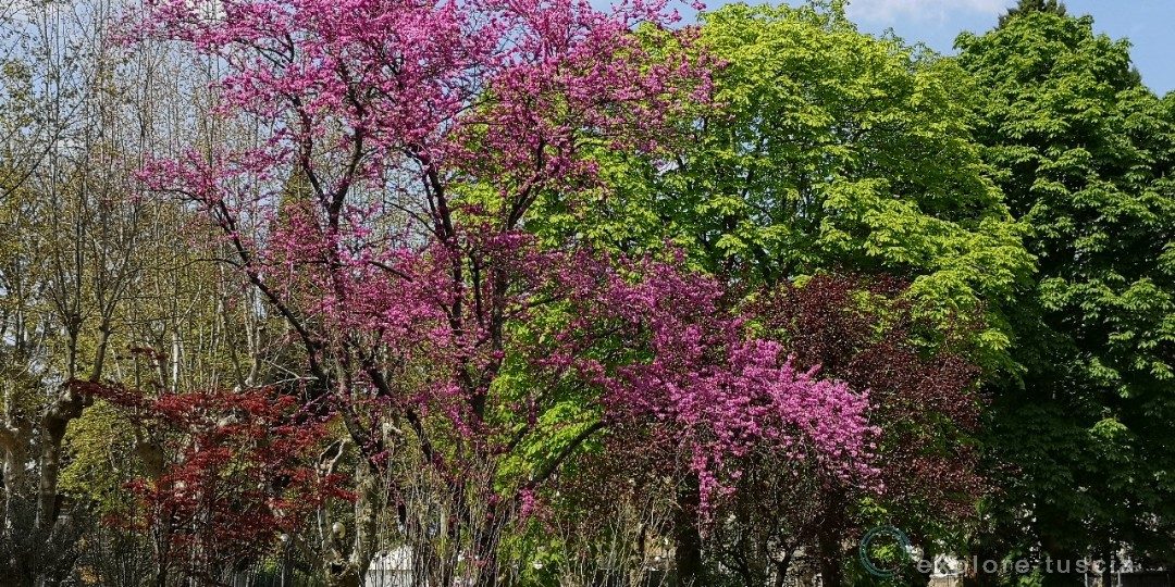 Primavera 2