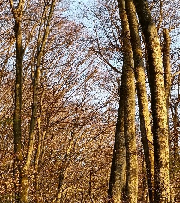 Tagliare il Bosco