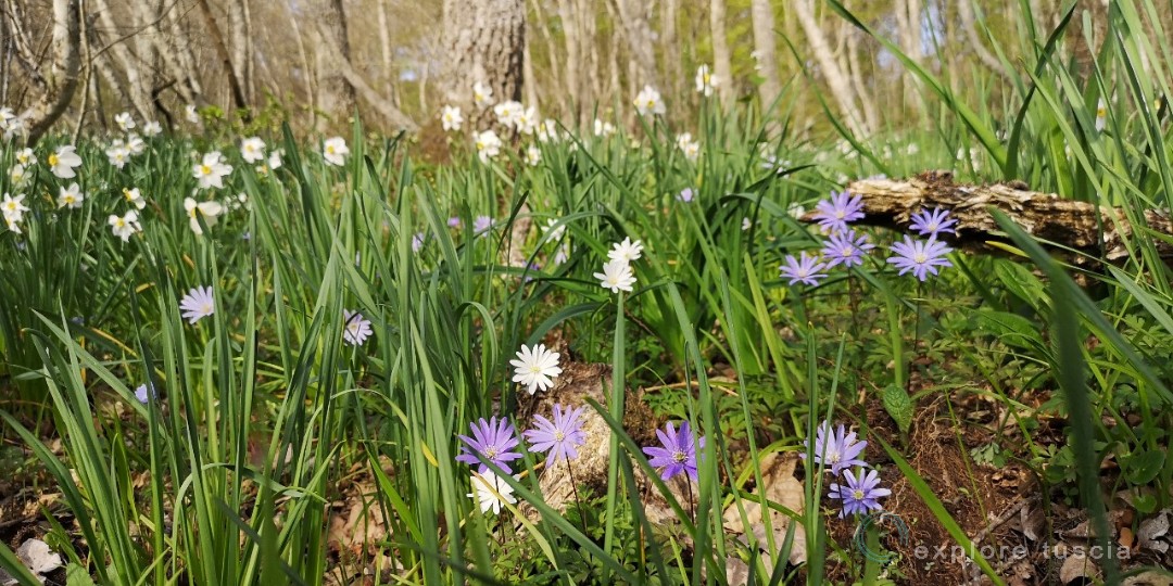 Narcisi-anemoni